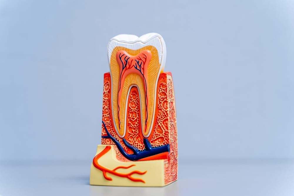 A cutaway model of a tooth showing the nerve and root canals inside